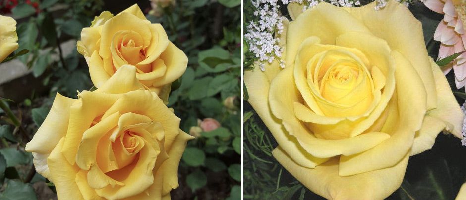 Големи нежни цветя Разнообразие от силуети на силуета