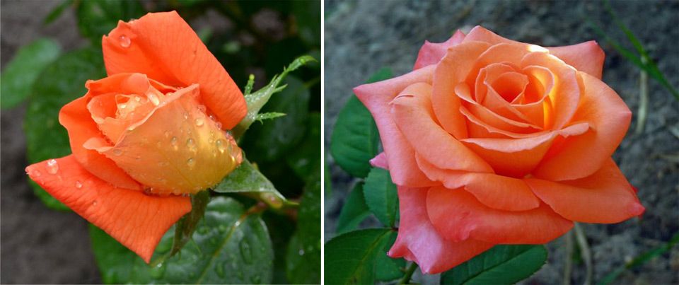 Оранжеви пъпки Сорт Султан