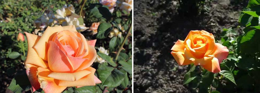 Цвете с цвят на праскова Сорт Тексаски кайсии