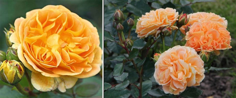 Кремови цветя Сорт Тимелис