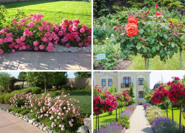 Розови храсти по пътеките