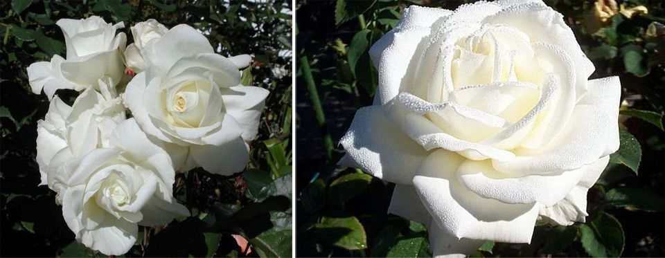 Снежни пъпки Варайъти Ивнинг Стар