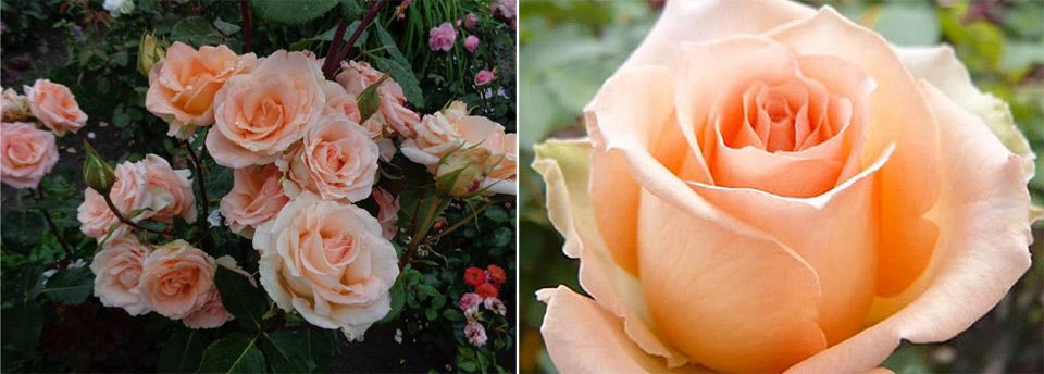 Нежни цветя с прасковен оттенък Сорт Версилия