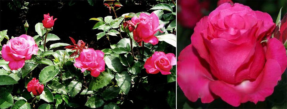 Много бодлив сорт Сорт Виенска роза