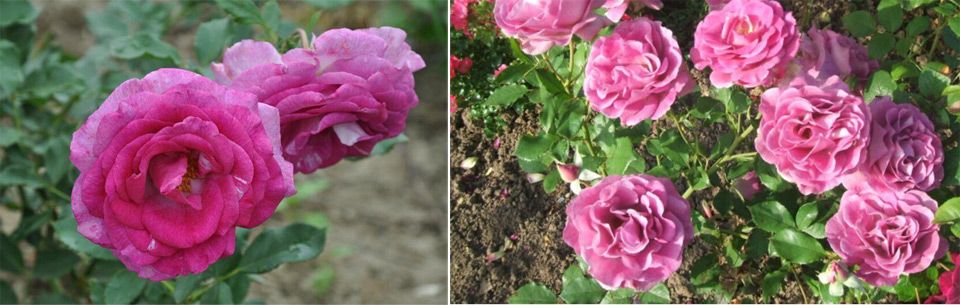 Нежни рози Роуз Виолета