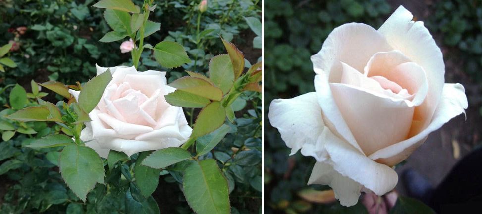 Снежнобели пъпки Вирджиния сорт