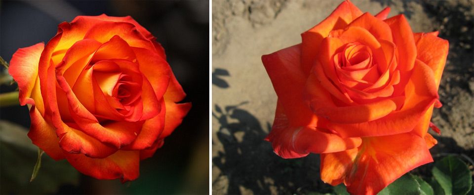 Тъмно жълта пъпка Сорт „Златен дракон“