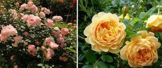 Английски рози