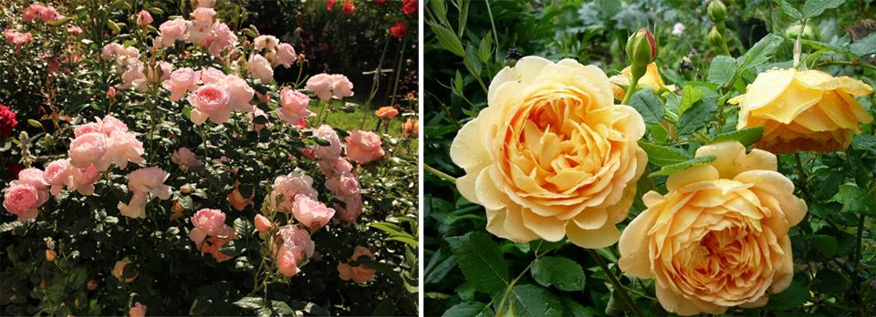 Английски рози