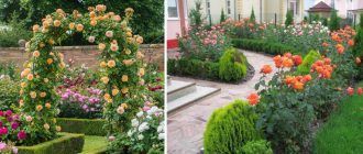 Рози в пейзажа