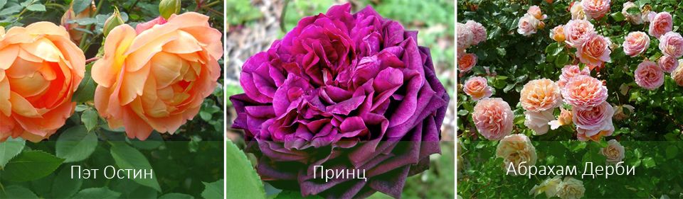 Пат Остин, Принс и Ейбрахам Дерби – Дейвид Остин Роузс Най-добрите сортове английски рози