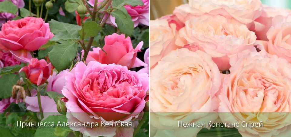 Бокаловите рози на Дейвид Остин Английски рози във формата на чаша