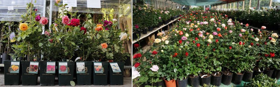 Дейвид Остин Роузс Разсад от английски рози