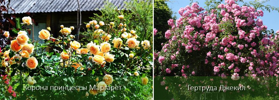 Високи рози Дейвид Остин Роузс