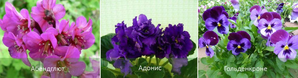 Градински теменужки