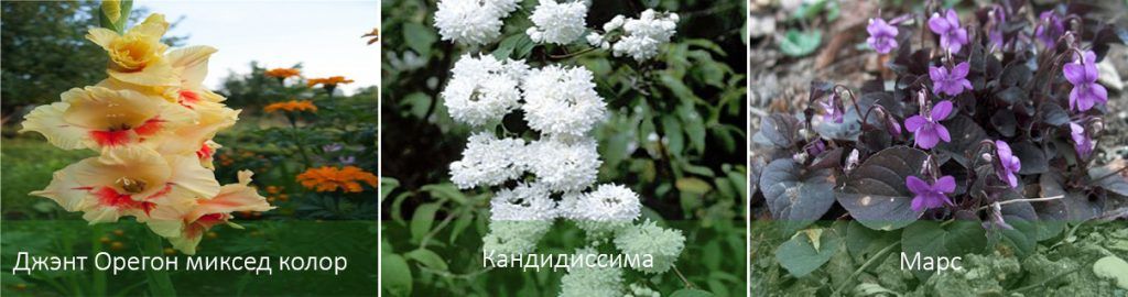 Градински теменужки