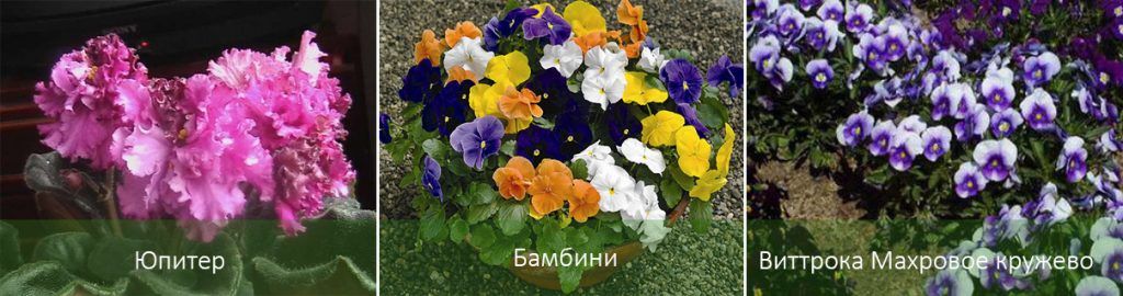 Градински теменужки