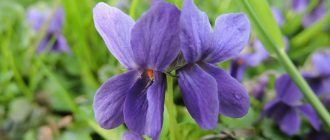 Виолетки в градината