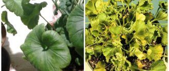 Усукани листа на здравец