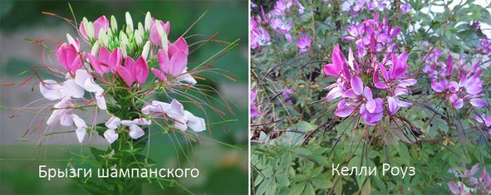 Ποικιλίες Cleome hasseri
