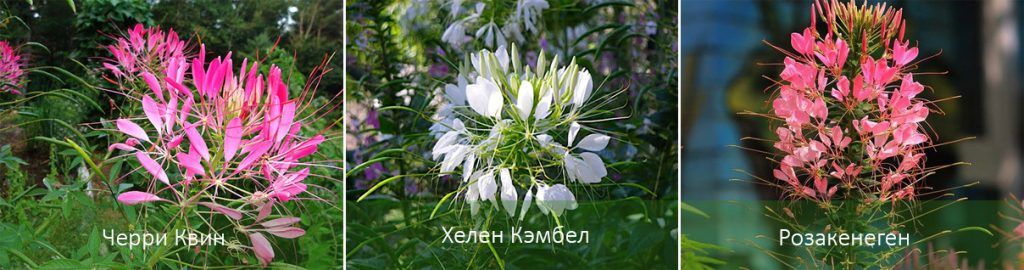 Ποικιλίες φραγκοσυκιάς