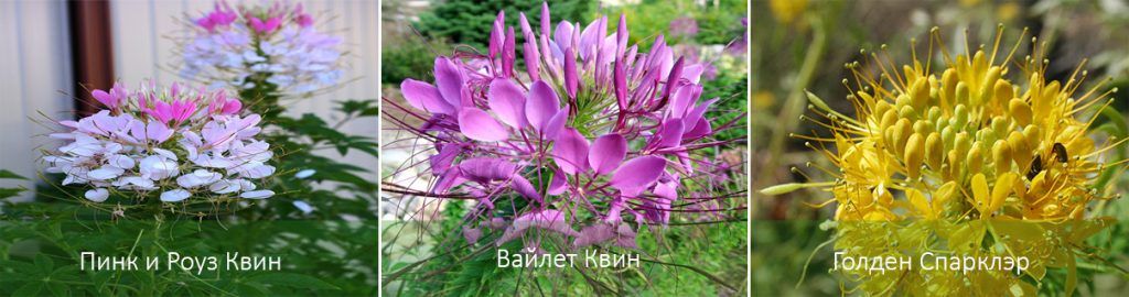 Ποικιλίες φραγκοσυκιάς