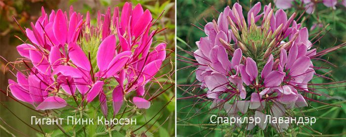 Ποικιλίες φραγκοσυκιάς