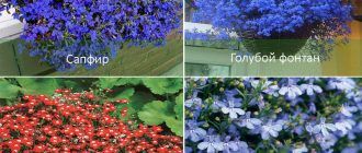 Сортове лобелия