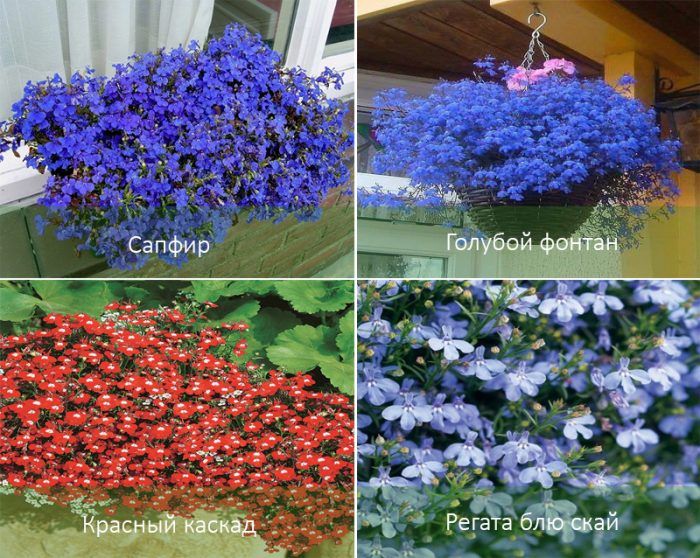 Сортове лобелия