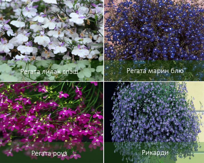 Сортове лобелия