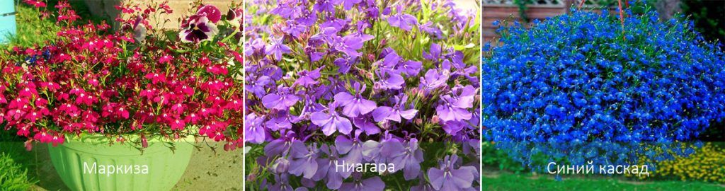 Сортове лобелия