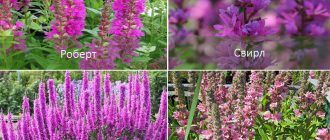 Разновидности на ленивче