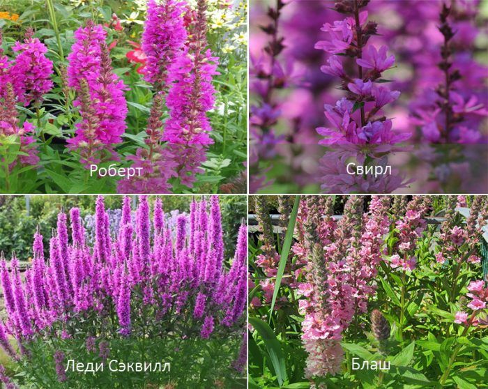 Разновидности на ленивче