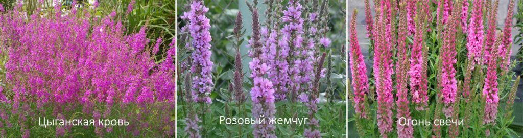 Разновидности на ленивче