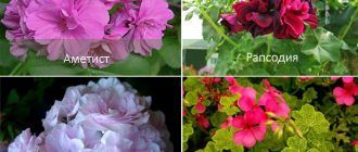 Разновидности на висящ здравец