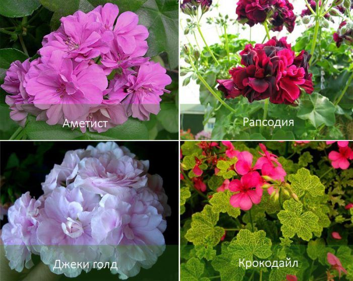 Разновидности на висящ здравец