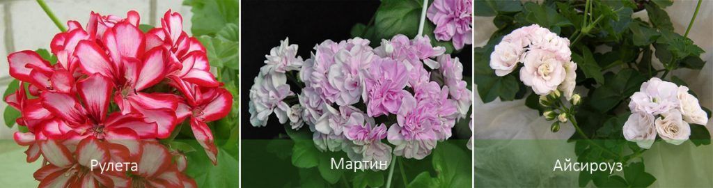 Разновидности на висящ здравец