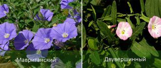 Сортове градинска поветица