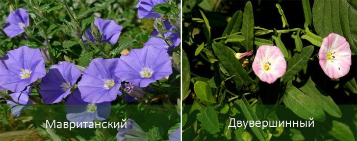 Сортове градинска поветица