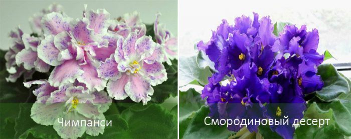 Сортове сенполия