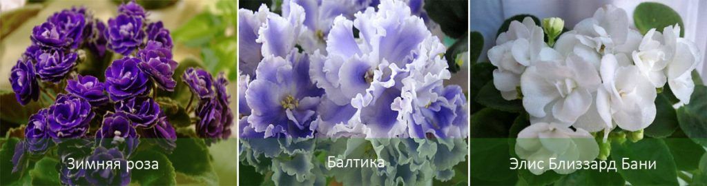 Сортове сенполия