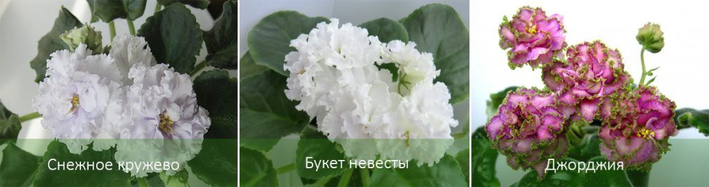 Сортове сенполия