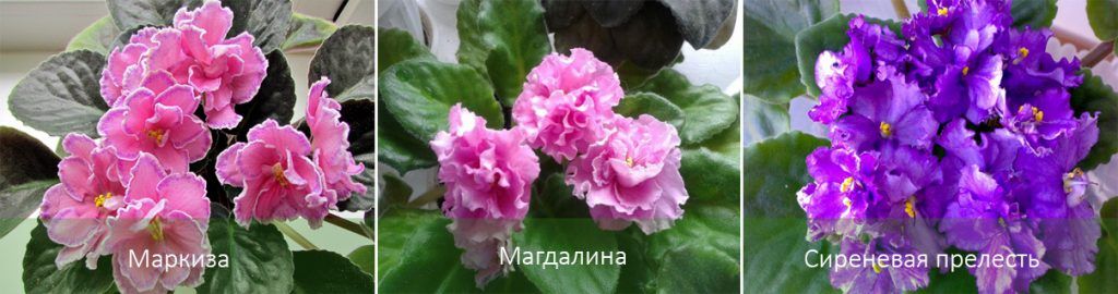 Сортове сенполия