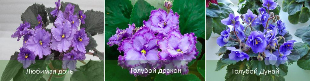 Сортове сенполия