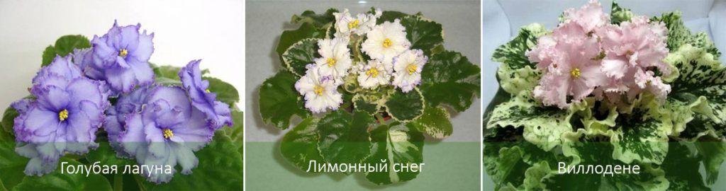 Сортове сенполия