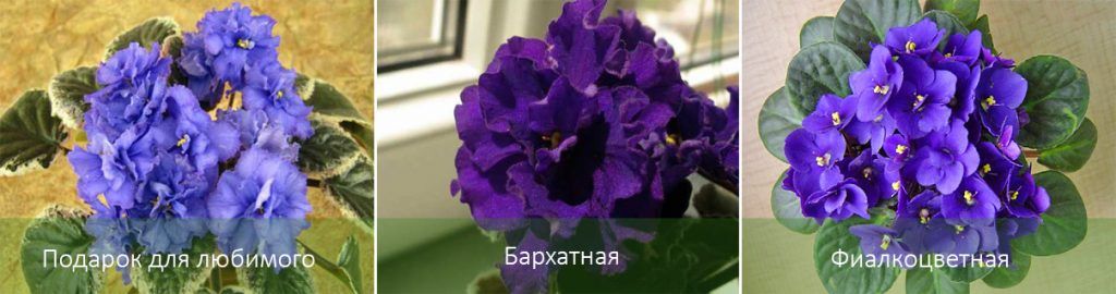 Сортове сенполия