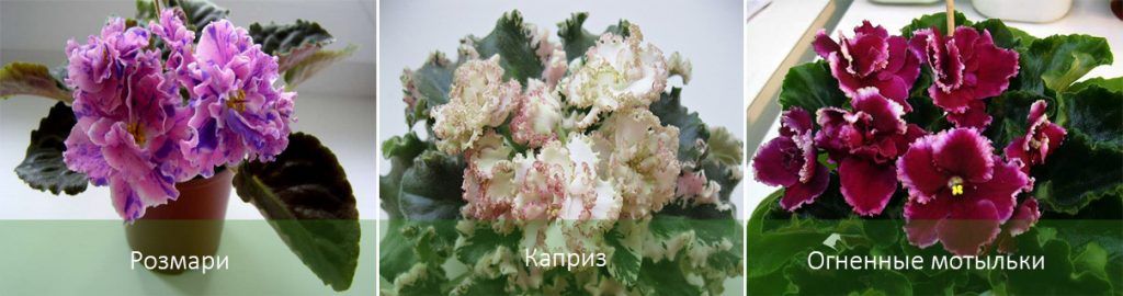 Сортове сенполия