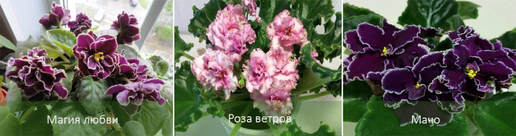 Сортове сенполия