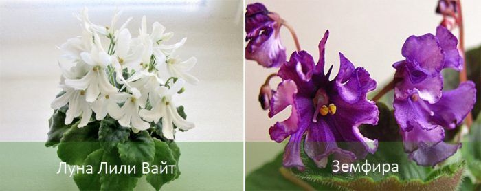 Сортове сенполия