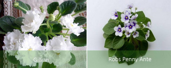 Сортове сенполия